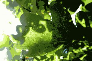 Lewes leaf