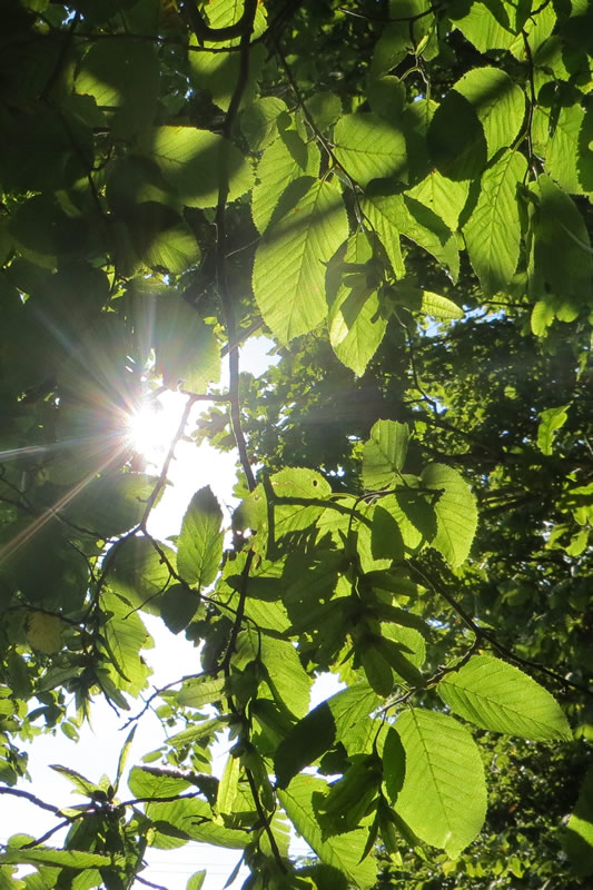 Sunshine in Lewes through trees
